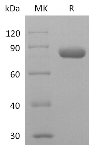 Human Nectin-2 +SDS-PAGE-2.jpg